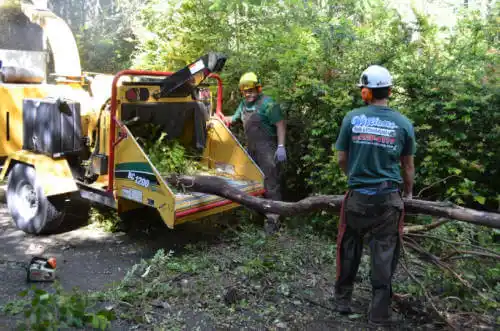 tree services Taft Mosswood